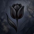 Tulipe_noire 